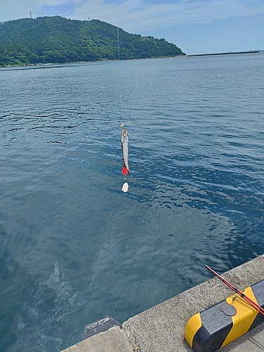 リュウグウハゼの釣果