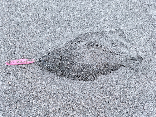 ソゲの釣果