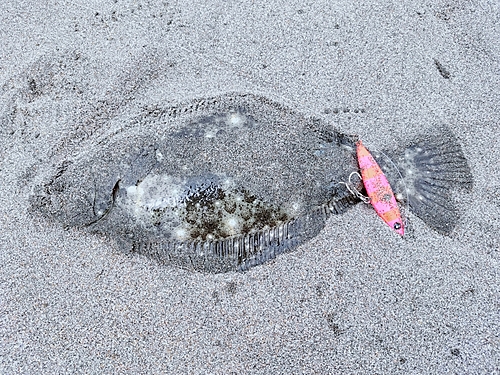 ソゲの釣果