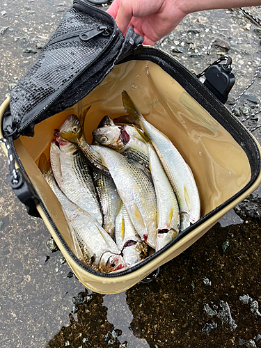 コノシロの釣果