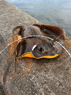 アカエイの釣果
