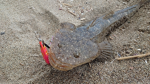 マゴチの釣果