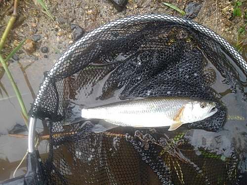 ケタバスの釣果