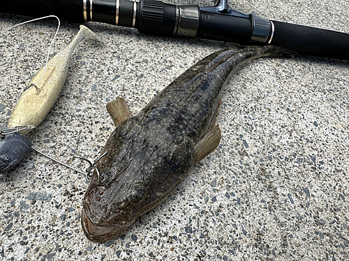 マゴチの釣果