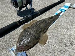 マゴチの釣果