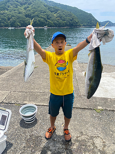 ブリの釣果