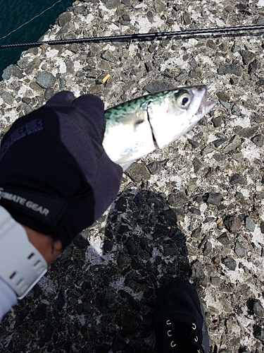 サバの釣果