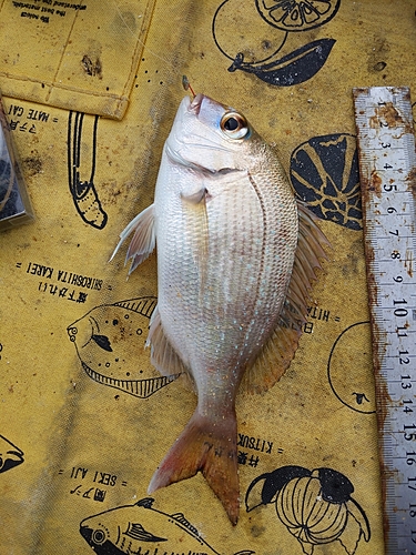 タイの釣果