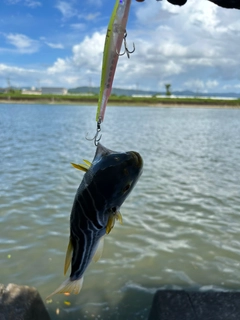 シマフグの釣果