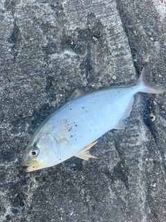 ショゴの釣果