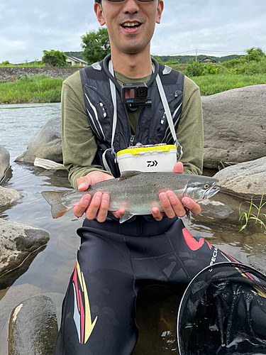 ヤマメの釣果