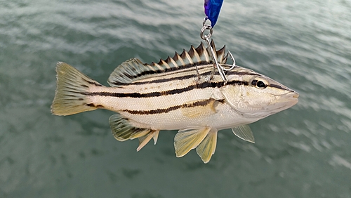 シマイサキの釣果