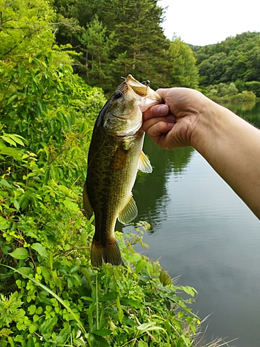 ラージマウスバスの釣果