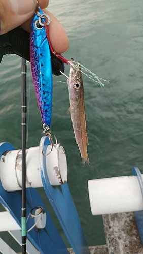 カマスの釣果