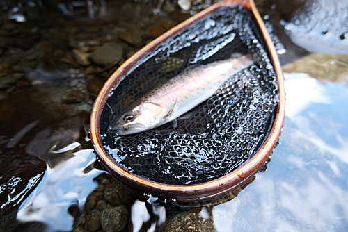 ヤマメの釣果