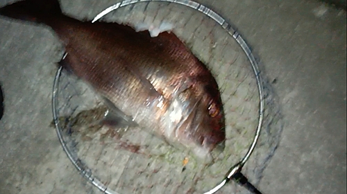 タイの釣果