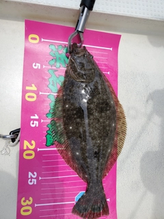 ヒラメの釣果