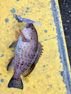 オオモンハタの釣果