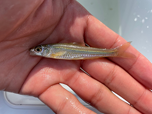 モロコの釣果