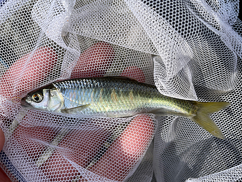 オイカワの釣果