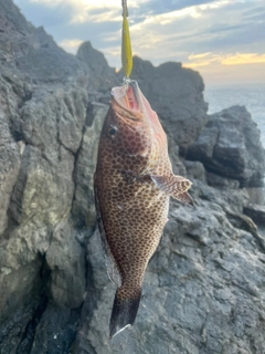 オオモンハタの釣果