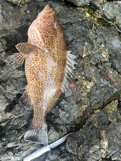 オオモンハタの釣果