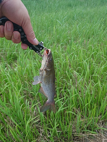 アメリカナマズの釣果