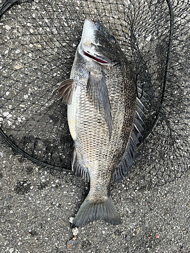 クロダイの釣果