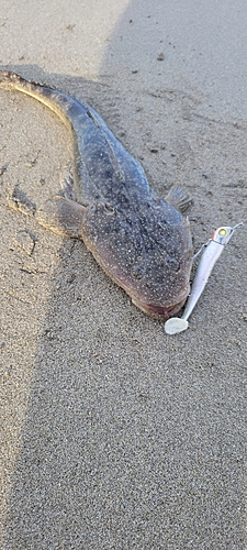 マゴチの釣果