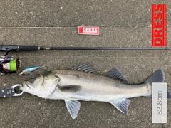 ハクラ（タイリクスズキ）の釣果