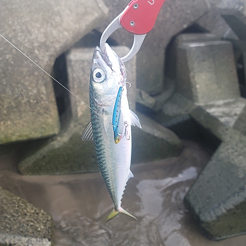 サバの釣果