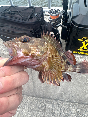 カサゴの釣果