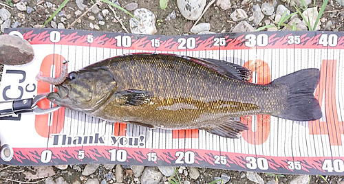 スモールマウスバスの釣果