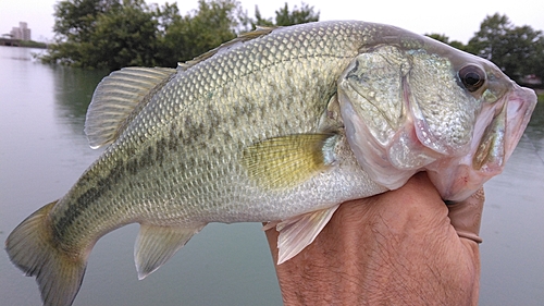 ラージマウスバスの釣果