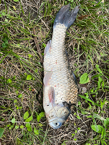 フナの釣果