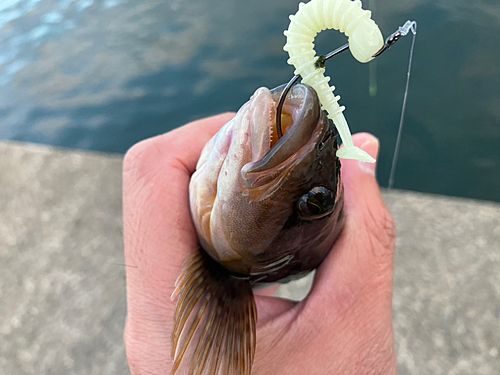 アイナメの釣果