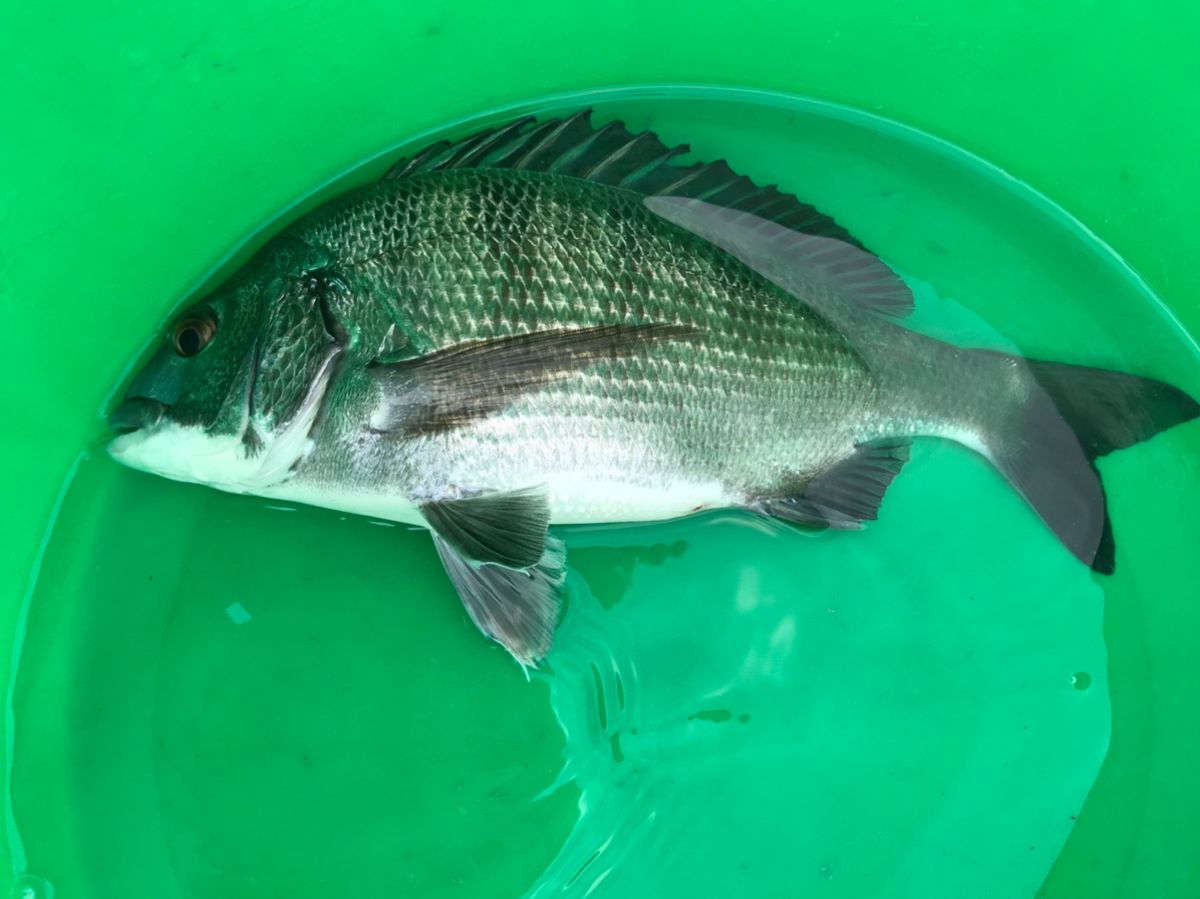ひまな釣りびとさんの釣果 2枚目の画像