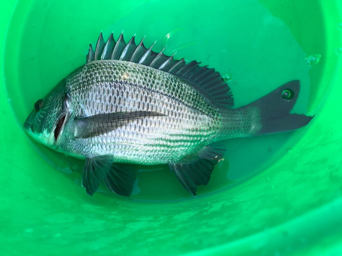 ひまな釣りびとさんの釣果 3枚目の画像