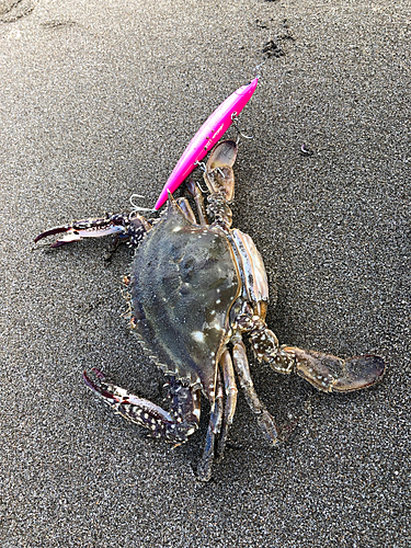 カニの釣果