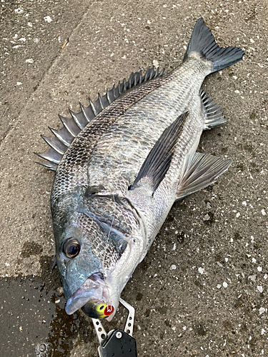 チヌの釣果