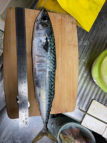 サバの釣果