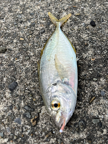 シマアジの釣果