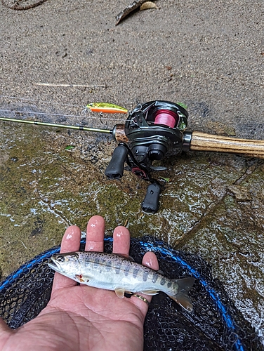 ヤマメの釣果