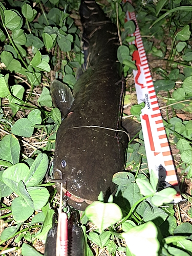 ナマズの釣果