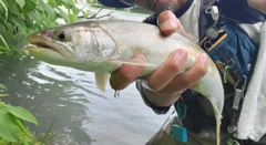 アメマスの釣果