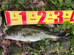 ラージマウスバスの釣果