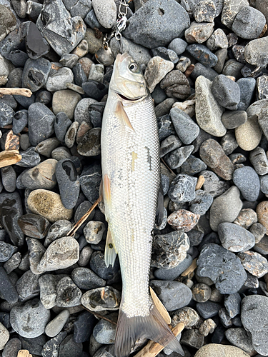 ウグイの釣果