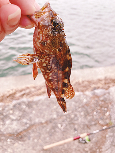 カサゴの釣果