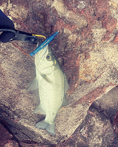 ヒラスズキの釣果