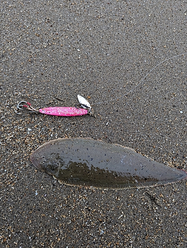 シタビラメの釣果